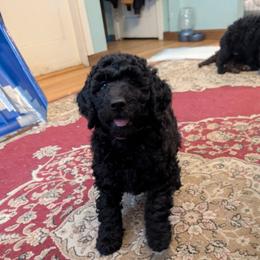 Fae - Black female Australian Labradoodle puppy in Sturbridge, Massachusetts from Pawlite Best Friends