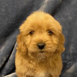 Bingo - Apricot male Goldendoodle puppy in Lowville, New York from Adirondack Labradoodles