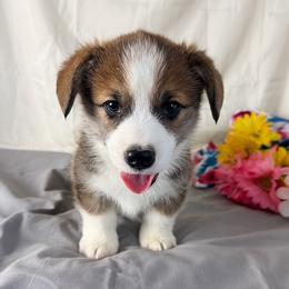 Bear - Sable male Pembroke Welsh Corgi puppy in El Dorado Springs, Missouri from Trixie Dixie
