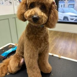 Bernedoodle and Goldendoodle All Grown Up from Kimberlee’s Kennels