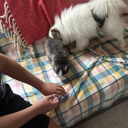 Pomsky Puppies from Bluepomski Puppies & Stud Services Of South West Florida
