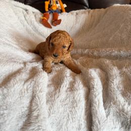 Prince - Red  male Poodle puppy in Tennessee Colony, Texas from Poodle an Doodles 3:16