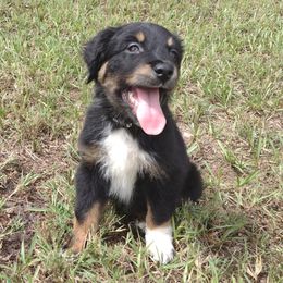 Waffle - Miniature Australian Shepherd puppy from Central Florida Shepherds