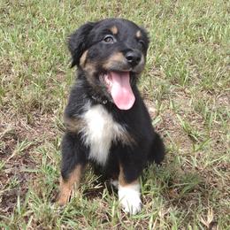 Waffle - Miniature Australian Shepherd puppy from Central Florida Shepherds
