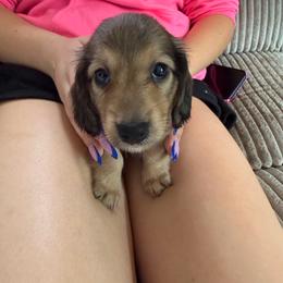 Shaded red  4000 LH Girl A - Cream female Dachshund puppy in Fenton, Michigan from Always Darling Dachshunds