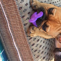 Sienna - French Bulldog