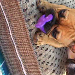 Sienna - French Bulldog