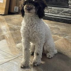 Coco - Goldendoodle