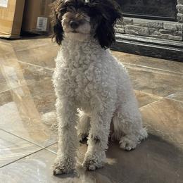 Coco - Goldendoodle