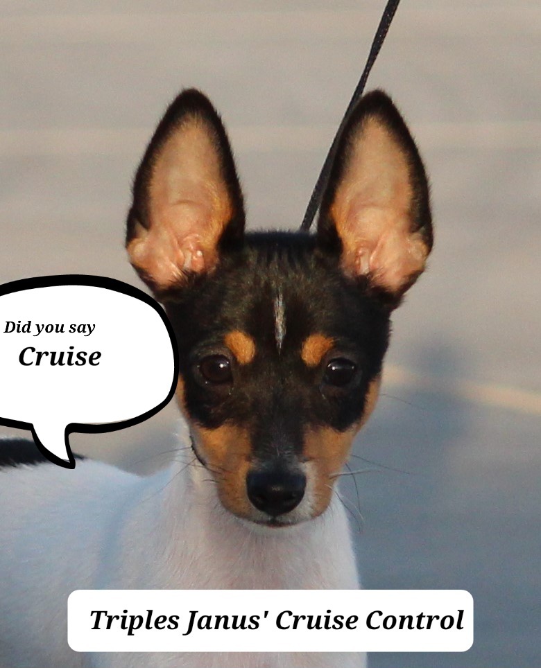 Mudis and Toy Fox Terriers from JANUS Mudis & Toy Fox Terriers