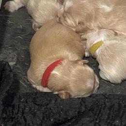 Red Collar - Golden male Lhasa Apso puppy in Port Royal, Virginia from Hearth and Hound Family Farms