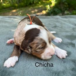 Chi Cha - Chocolate merle female Bernedoodle puppy in New Ringgold, Pennsylvania from Hawk Mountain Doodles