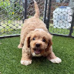 Cabernet - Cream male Cockapoo puppy in Williamston, South Carolina from Sassy Bob’s Dogs
