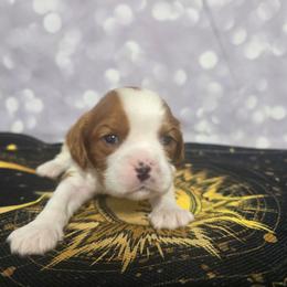 Onyx - Blenheim male Cavalier King Charles Spaniel puppy in Neosho, Missouri from Pups on the Ridge
