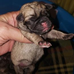 Chicky - Fawn female Pug puppy in Gadsden, Alabama from Carla's Pugs