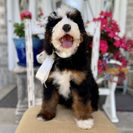 Lake - Bernedoodle