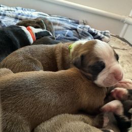 Budster - Fawn Boxer puppy in Rochester, Washington from Holly's Boxers of Rochester