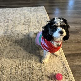 Cavapoo and Shihpoo Puppies from Haus of Doodles