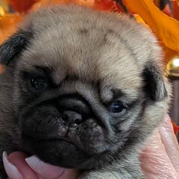 Hoskinspugs - Pug