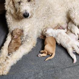 Labradoodle puppies from Oodles of poodles and doodles