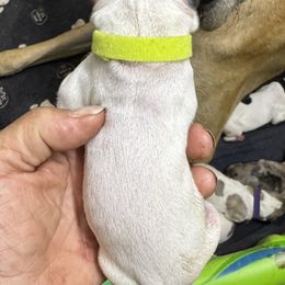Trude - lime collar - Black and white female Great Dane puppy in Prosperity, South Carolina from Windy Knoll Great Danes