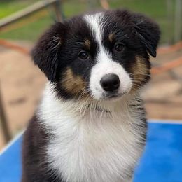 Australian Shepherds from Firefly Australian Shepherds