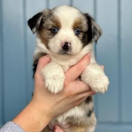 Quilt - Blue merle female Miniature American Shepherd puppy in Herriman, Utah from Painted Blue Aussies