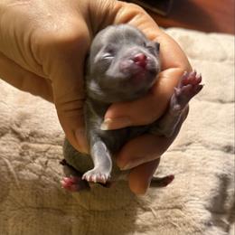 Girl 1 - Blue and tan female Chihuahua puppy in Summerfield, Florida from Uey’s Chihuahuas