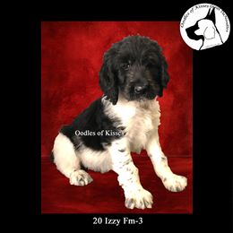 Assorted Doodle Crosses Puppies from Oodles of Kisses' Great DaNoodles