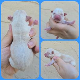 Fawn 3 - Fawn and white male Chihuahua puppy in Vineland, New Jersey from Royal Companion's