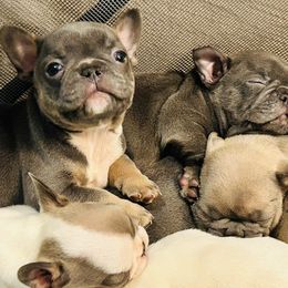 French Bulldogs from Irlbeck Farm