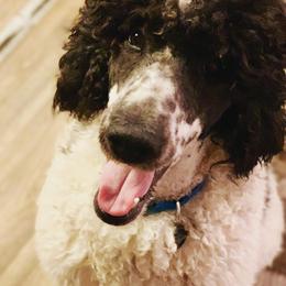 Goldendoodles and Poodles from Barbara Reagan