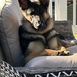 Butter - German Shepherd