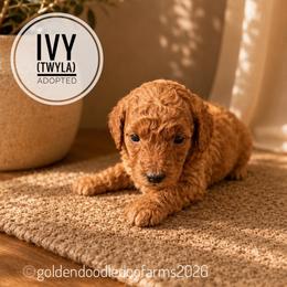 Twyla - Apricot female Golden Aussiedoodle puppy in Hyrum, Utah from Goldendoodledoo Farms