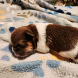 Boy One - Tricolor male Shih Tzu puppy in New Bern, North Carolina from Kuddly Creatures