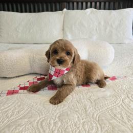 Rory - 2 lbs 11 oz - Red  female Goldendoodle puppy in Floyd, Virginia from Hearts and Paws Poodles and Doodles