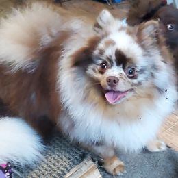 Blaze - Pomeranian