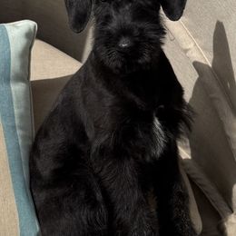 Girl 2 - Black female Giant Schnauzer puppy in Wildomar, California from My Angel Schnauzers