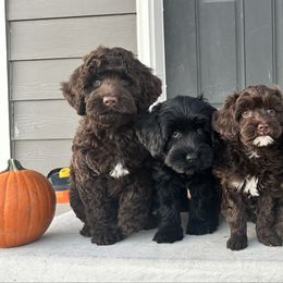 Australian Labradoodle puppies from Sun Canyon Australian Labradoodles