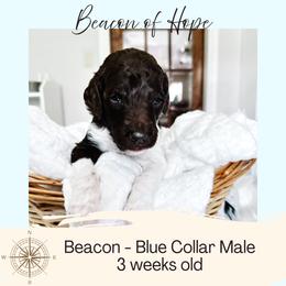 Beacon - Parti male Goldendoodle puppy in Montgomery, Texas from Dacus Doodles