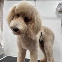 Poodle Puppies from Rhapsody Standard Poodles