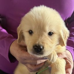 Green Boy - Golden male Golden Retriever puppy in Garrison, Montana from Mattiaci Goldens