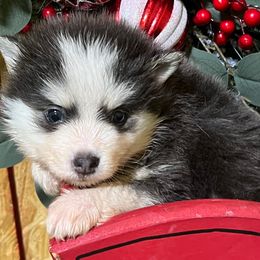 Pia male - Blue male Pomsky puppy in Enid, Oklahoma from Mile Hi Pomskies