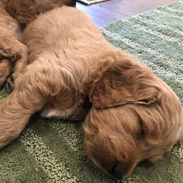 Goldendoodles from Marshall Goldendoodles