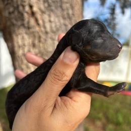 Snickers - Black phantom male Aussiedoodle puppy in Spring Hill, Florida from Pawprint Dreams Boarding and Kennel