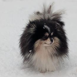 BELLATRIX - Pomeranian
