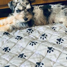 Atom - Merle male Schnoodle puppy in Kentucky from Mrs Bs Teeny Schnauzers & Doodles