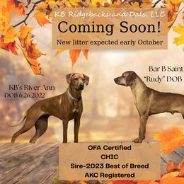 Rhodesian Ridgeback puppies from KB Ridgebacks and Dals, LLC