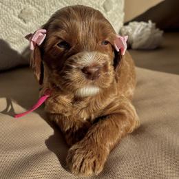 Winnie - Apricot female Australian Labradoodle puppy in Citrus Heights, California from Elite Blend Labradoodles