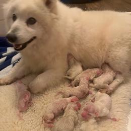 Japanese Spitz puppies from IMag Japanese Spitz